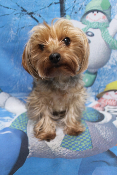 千葉県鎌ケ谷市のヨークシャテリアのトリミング前画像