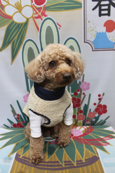 千葉県船橋市のトイプードルのトリミング前画像