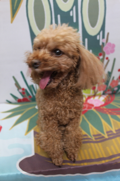 千葉県鎌ヶ谷市のトイプードルのトリミング前画像