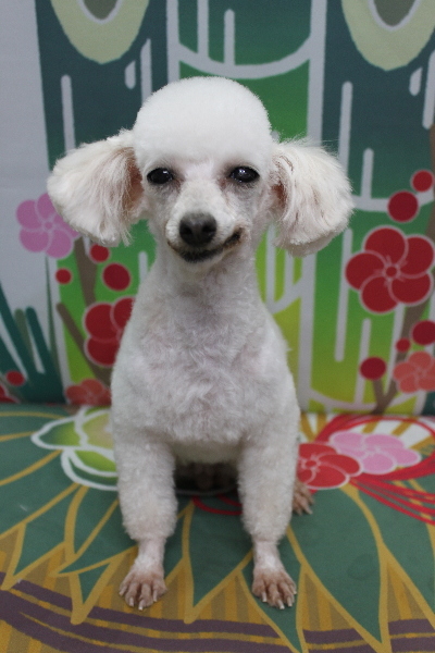 トイプードルブリーダーの成犬、トリミング画像