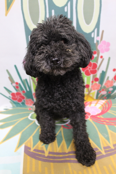 トイプードルブリーダーの成犬、トリミング前画像