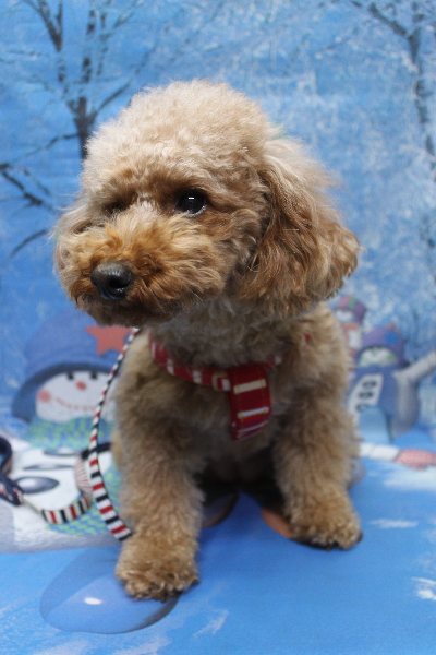 千葉県鎌ヶ谷市のトイプードルのトリミング前画像