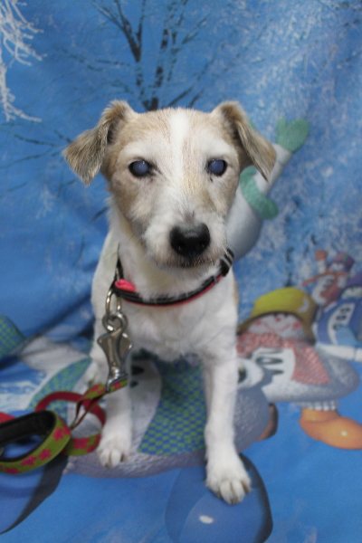 千葉県船橋市のジャックラッセルのトリミング前画像