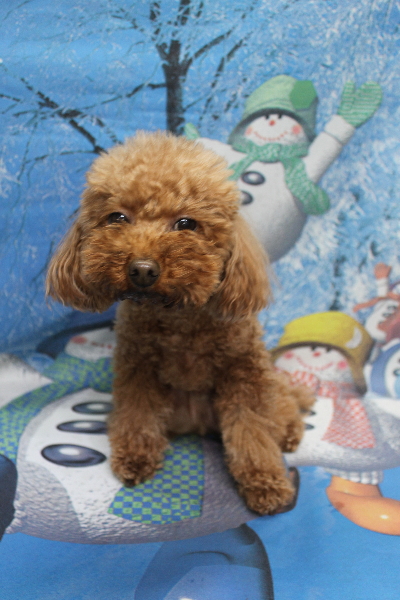 千葉県市川市のトイプードルのトリミング前画像