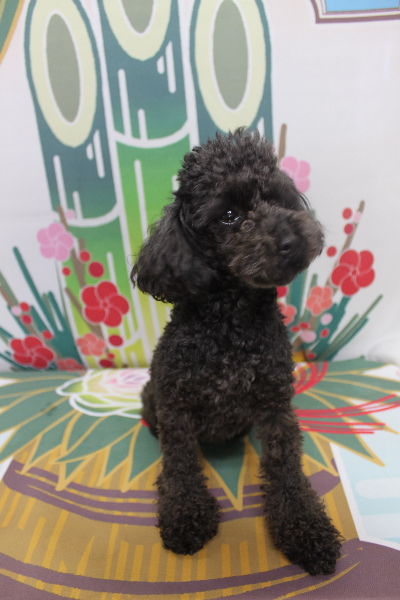 トイプードルブリーダーの成犬、トリミング画像