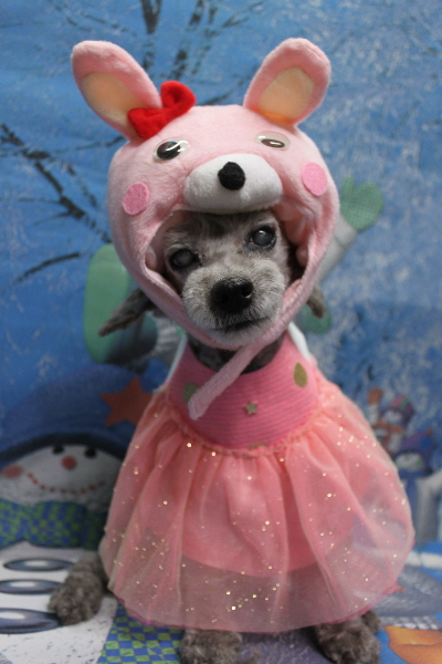 千葉県船橋市のトイプードルのトリミング画像