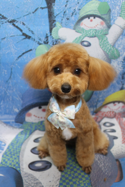 千葉県千葉市のトイプードルのトリミング画像