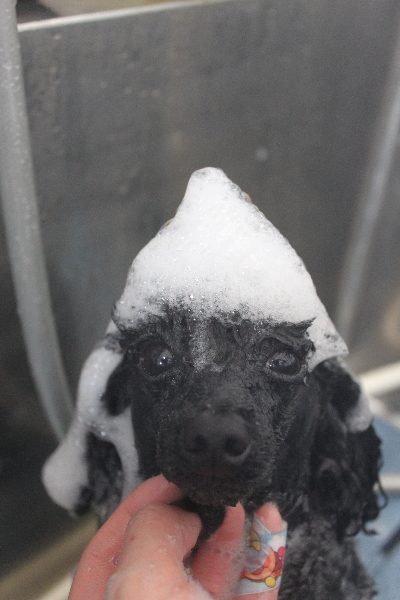 千葉県鎌ケ谷市トイプードルのシャンプー画像
