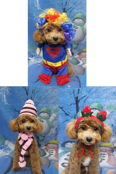 千葉県船橋市のトイプードルのトリミング画像