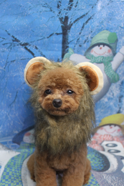 千葉県船橋市のトイプードルのトリミング画像