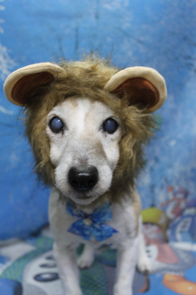 千葉県船橋市のジャックラッセルのトリミング画像