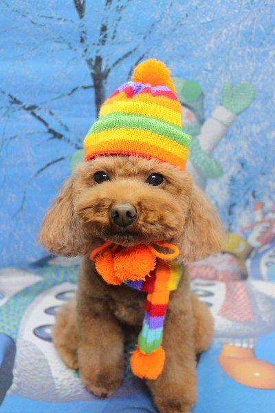 千葉県市川市のトイプードルのトリミング画像