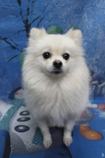 東京都港区のポメラニアンのトリミング前画像