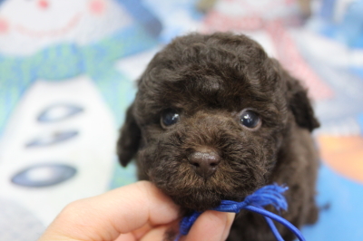 トイプードルブリーダーの子犬、トリミング画像