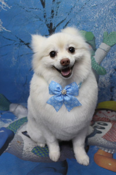 千葉県鎌ケ谷市ポメラニアンのトリミング画像