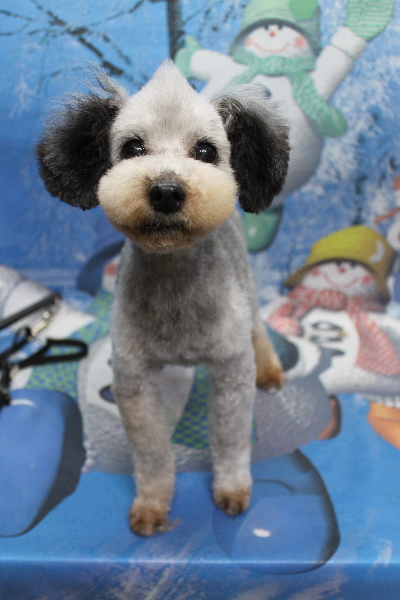 トイプードルブリーダーの成犬、トリミング画像