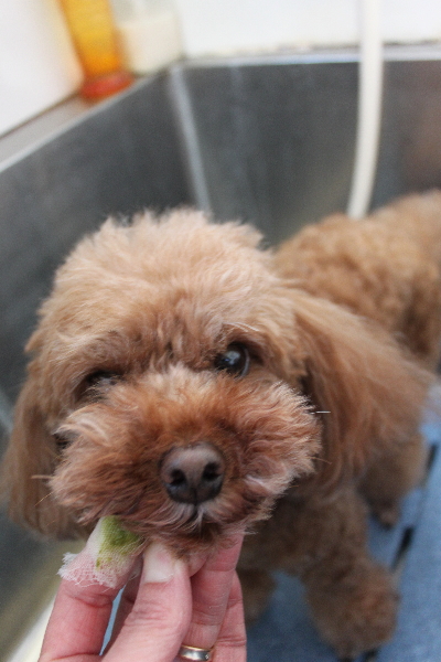 千葉県鎌ヶ谷市のトイプードルの歯磨き画像