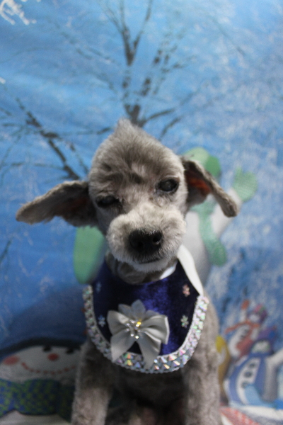 千葉県船橋市のトイプードルのトリミング画像