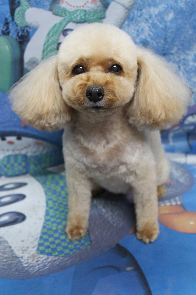 千葉県船橋市のトイプードルのトリミング画像