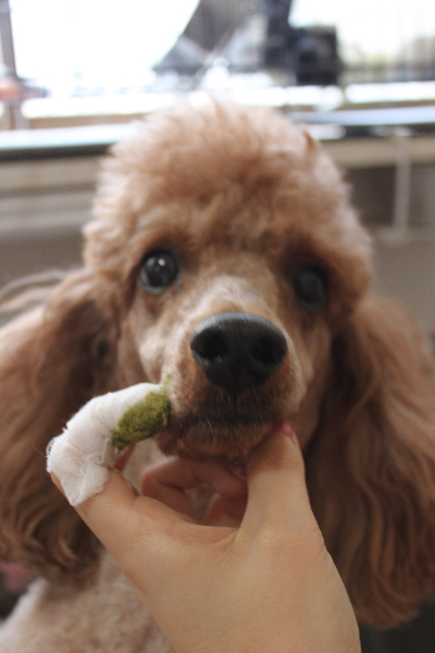 千葉県鎌ケ谷市トイプードルの歯磨き画像