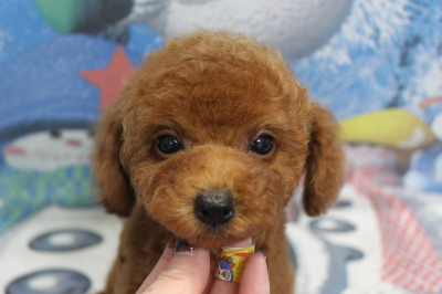 トイプードルブリーダーの子犬、トリミング画像