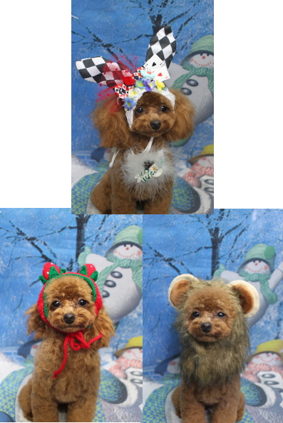 千葉県船橋市のトイプードルのトリミング画像