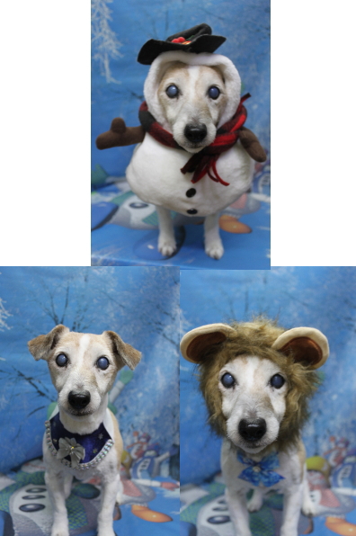 千葉県船橋市のジャックラッセルのトリミング画像