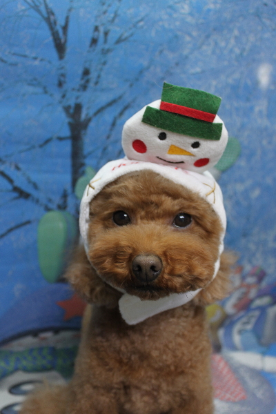 千葉県市川市のトイプードルのトリミング画像