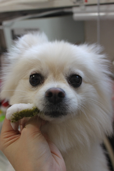 東京都港区のポメラニアンの歯磨き画像
