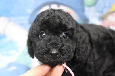 トイプードルブリーダーの子犬、トリミング画像