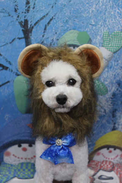 千葉県市川市のトイプードルのトリミング画像