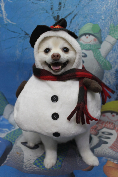 千葉県鎌ケ谷市ポメラニアンのトリミング画像