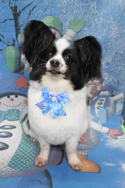 茨城県龍ヶ崎市のパピヨンのトリミング画像