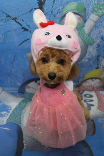 千葉県千葉市のトイプードルのトリミング画像