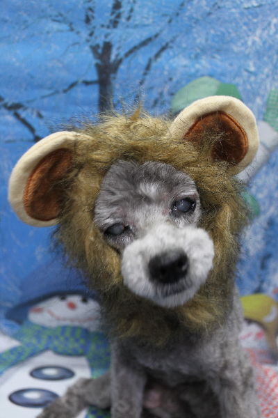 千葉県船橋市のトイプードルのトリミング画像