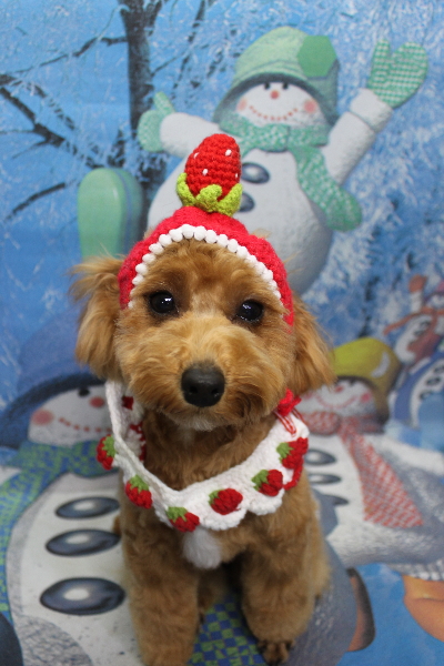 千葉県千葉市のトイプードルのトリミング画像