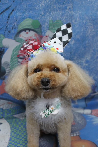 千葉県船橋市のトイプードルのトリミング画像