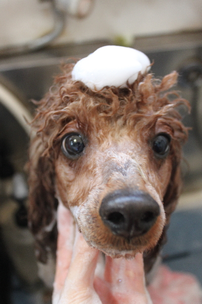 千葉県鎌ケ谷市トイプードルのシャンプー画像