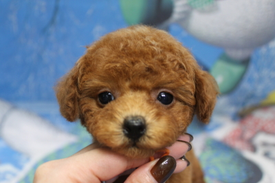 トイプードルブリーダーの子犬、トリミング画像