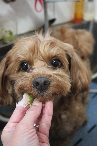 千葉県鎌ケ谷市のミックス犬の歯磨き画像