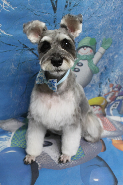 千葉県船橋市のミニチュアシュナウザーのトリミング画像