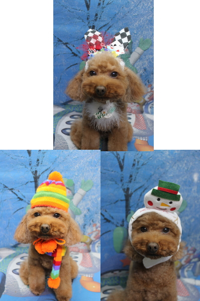 千葉県市川市のトイプードルのトリミング画像