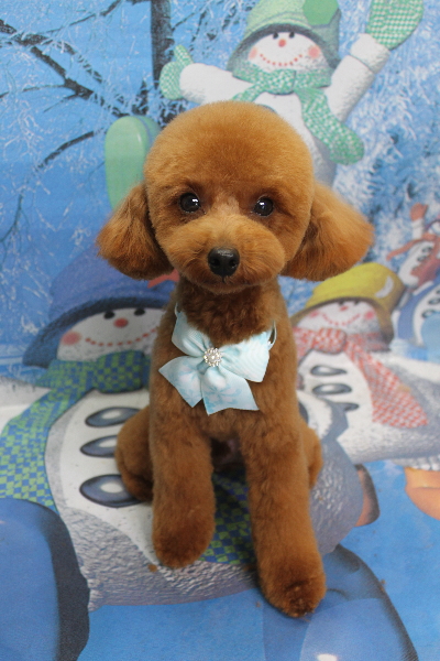 千葉県船橋市のトイプードルのトリミング画像