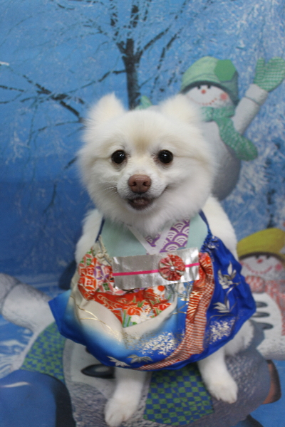 千葉県鎌ケ谷市ポメラニアンのトリミング画像