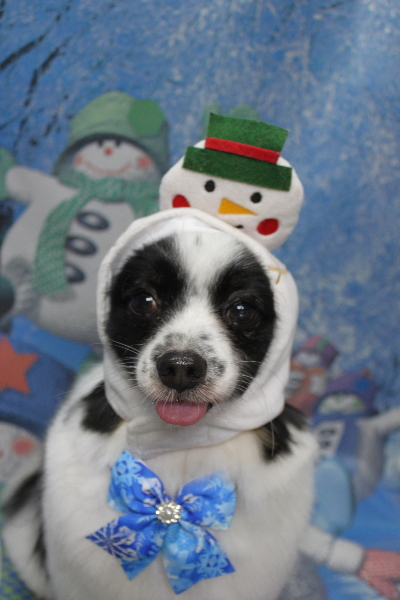 茨城県龍ヶ崎市のパピヨンのトリミング画像