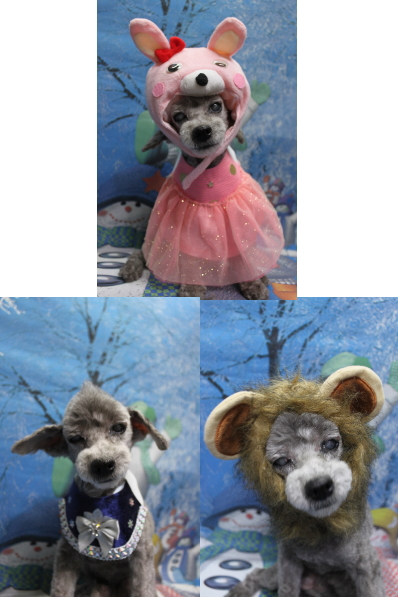 千葉県船橋市のトイプードルのトリミング画像