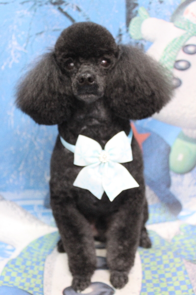 千葉県鎌ケ谷市トイプードルのトリミング画像