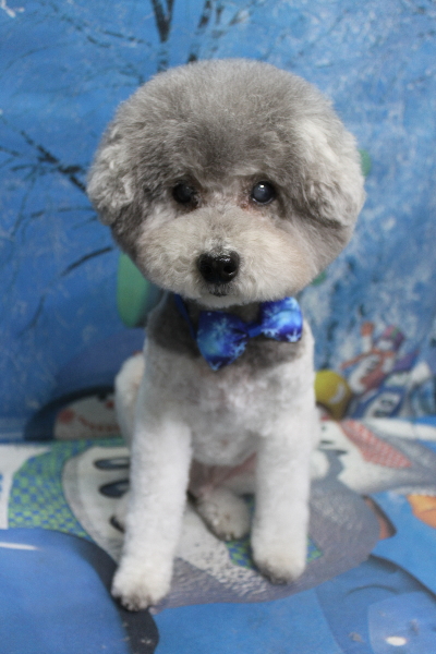 千葉県松戸市のトイプードルのトリミング画像