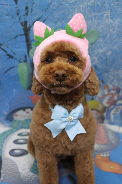 千葉県鎌ケ谷市トイプードルのトリミング画像