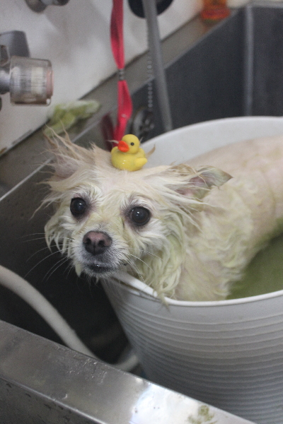 東京都港区のポメラニアンのハーブ湯画像